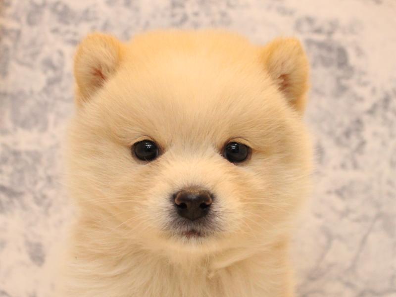東京都のポメ柴/豆ポメ/ポメ豆柴(ポメラニアン×柴犬) (ワンラブ有明ガーデン東京本店/2025年10月11日生まれ/女の子/クリーム)の子犬の1枚目の画像