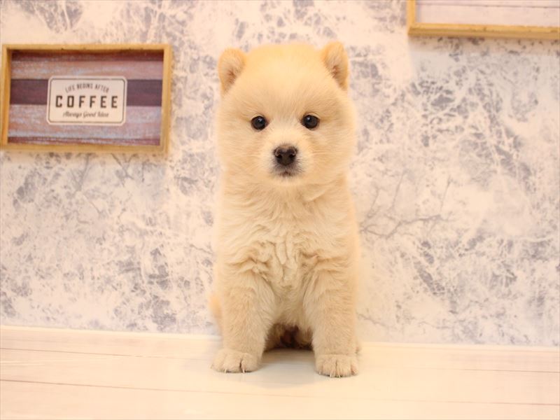 東京都のポメ柴/豆ポメ/ポメ豆柴(ポメラニアン×柴犬) (ワンラブ有明ガーデン東京本店/2025年10月11日生まれ/女の子/クリーム)の子犬の3枚目の画像