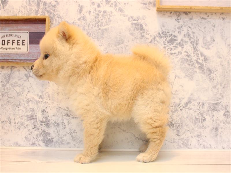 東京都のポメ柴/豆ポメ/ポメ豆柴(ポメラニアン×柴犬) (ワンラブ有明ガーデン東京本店/2025年10月11日生まれ/女の子/クリーム)の子犬の2枚目の画像