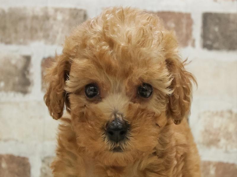 愛知県のトイプードル(トイ) (ワンラブ名古屋守山インター総本店/2025年10月10日生まれ/男の子/レッド)の子犬の1枚目の画像