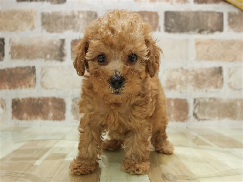 愛知県のトイプードル(トイ) (ワンラブ名古屋守山インター総本店/2025年10月10日生まれ/男の子/レッド)の子犬の3枚目の画像