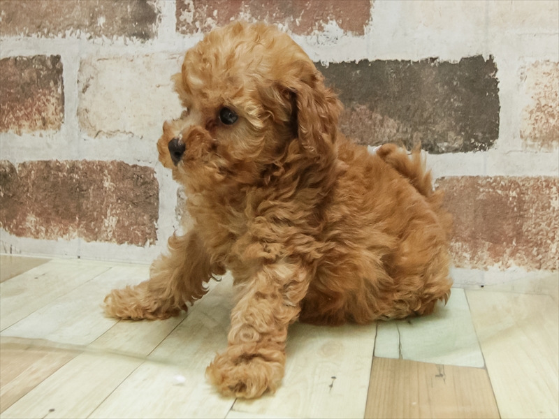 愛知県のトイプードル(トイ) (ワンラブ名古屋守山インター総本店/2025年10月10日生まれ/男の子/レッド)の子犬の2枚目の画像