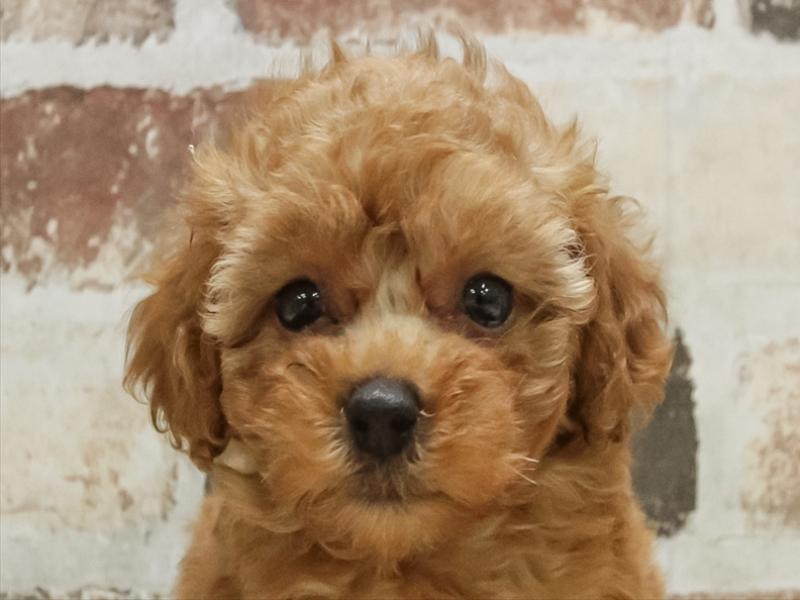 北海道のトイプードル(トイ) (ワンラブイオン 石狩緑苑台店/2025年10月10日生まれ/男の子/レッド)の子犬の1枚目の画像