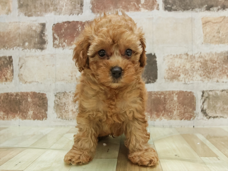 北海道のトイプードル(トイ) (ワンラブイオン 石狩緑苑台店/2025年10月10日生まれ/男の子/レッド)の子犬の3枚目の画像