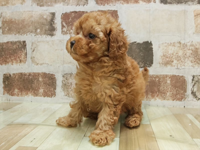 北海道のトイプードル(トイ) (ワンラブイオン 石狩緑苑台店/2025年10月10日生まれ/男の子/レッド)の子犬の2枚目の画像