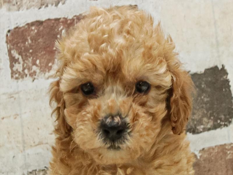 愛知県のトイプードル(トイ) (ワンラブ名古屋守山インター総本店/2025年10月10日生まれ/男の子/レッド)の子犬の1枚目の画像