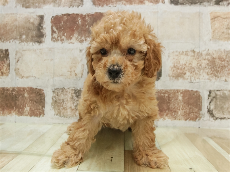 愛知県のトイプードル(トイ) (ワンラブ名古屋守山インター総本店/2025年10月10日生まれ/男の子/レッド)の子犬の3枚目の画像