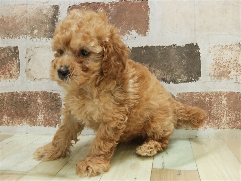 愛知県のトイプードル(トイ) (ワンラブ名古屋守山インター総本店/2025年10月10日生まれ/男の子/レッド)の子犬の2枚目の画像