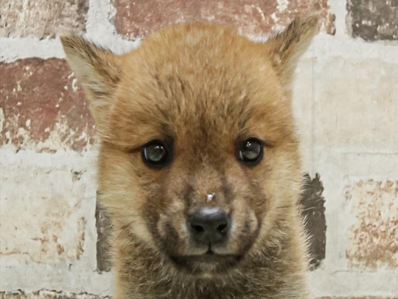 岩手県の柴犬(標準サイズ) (ワンラブイオンモール盛岡店/2025年10月12日生まれ/男の子/赤)の子犬