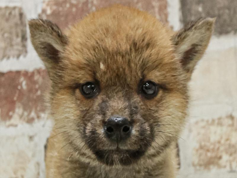 愛知県の柴犬(標準サイズ) (ワンラブ名古屋守山インター総本店/2025年10月12日生まれ/男の子/赤)の子犬の1枚目の画像