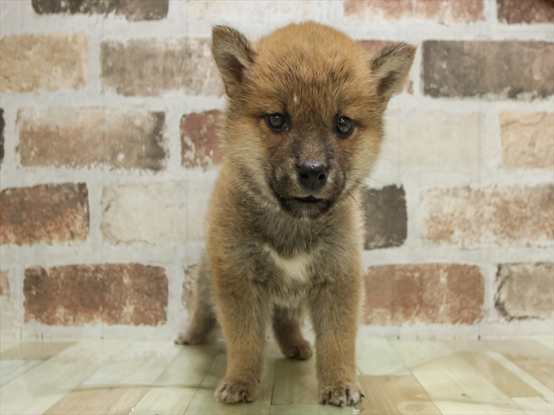 愛知県の柴犬(標準サイズ) (ワンラブ名古屋守山インター総本店/2025年10月12日生まれ/男の子/赤)の子犬の3枚目の画像