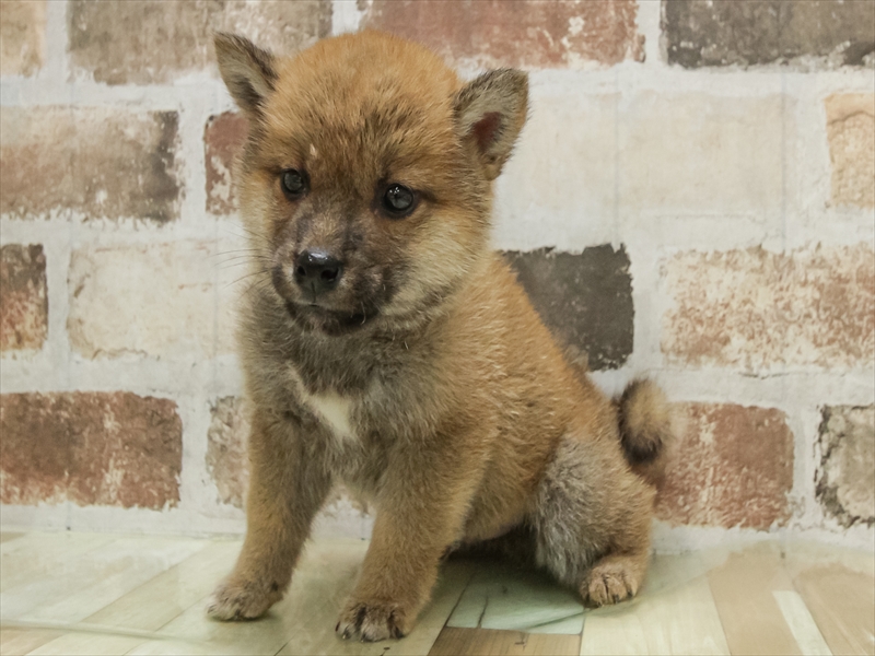 愛知県の柴犬(標準サイズ) (ワンラブ名古屋守山インター総本店/2025年10月12日生まれ/男の子/赤)の子犬の2枚目の画像