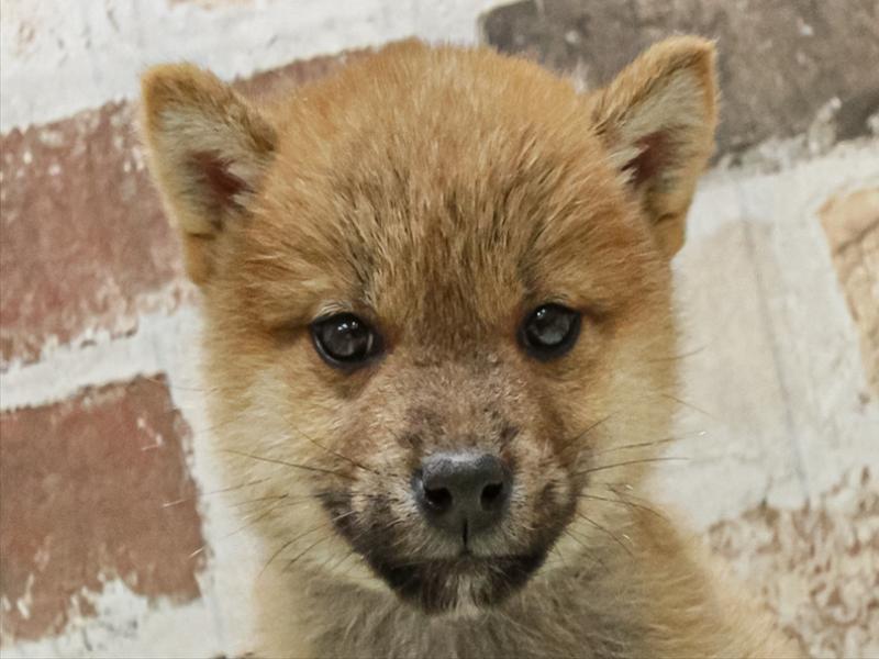 福岡県の柴犬(標準サイズ) (ワンラブ福岡総本店/2025年10月12日生まれ/男の子/赤)の子犬の1枚目の画像