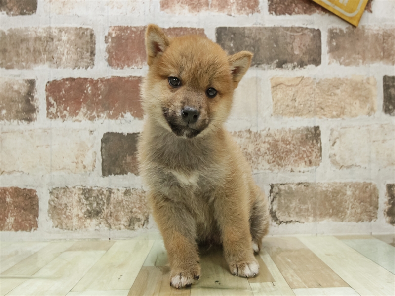 福岡県の柴犬(標準サイズ) (ワンラブ福岡総本店/2025年10月12日生まれ/男の子/赤)の子犬の3枚目の画像