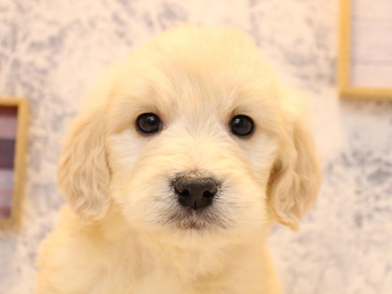 福岡県のゴールデンドゥードゥル(ゴールデン×プードル) (ワンラブ福岡総本店/2025年10月10日生まれ/男の子/クリーム)の子犬の1枚目の画像