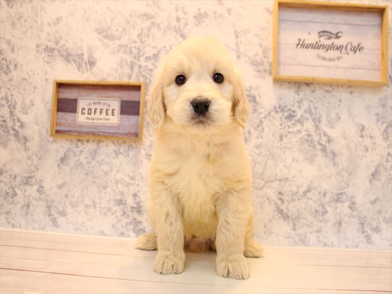 福岡県のゴールデンドゥードゥル(ゴールデン×プードル) (ワンラブ福岡総本店/2025年10月10日生まれ/男の子/クリーム)の子犬の2枚目の画像