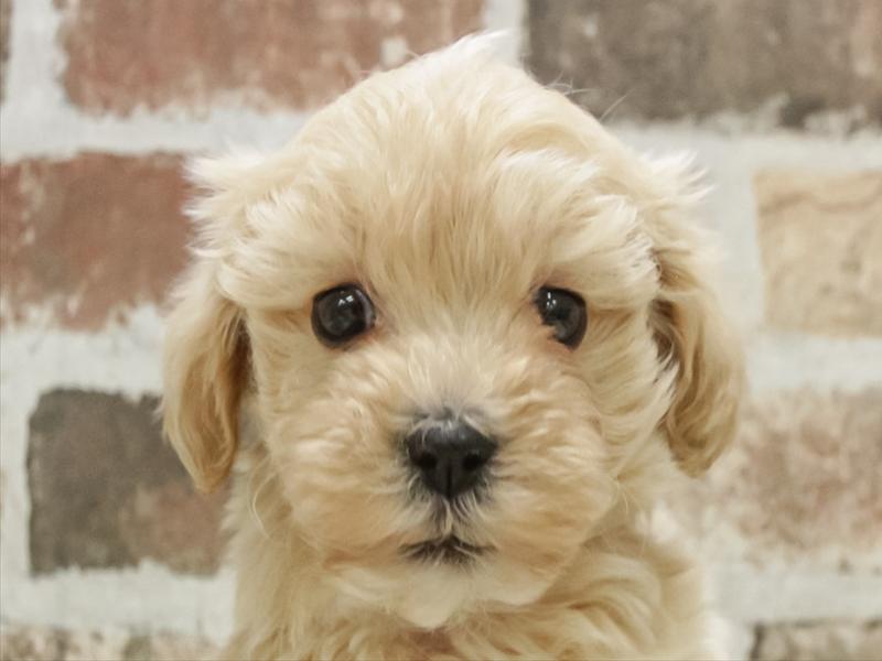 兵庫県のマルプー(マルチーズ×プードル) (ワンラブブルメール舞多聞店/2025年10月10日生まれ/女の子/クリーム)の子犬