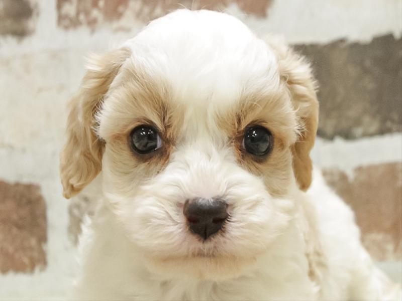 静岡県のハーフ犬・ミックス犬 (ワンラブ浜松本店/2025年10月11日生まれ/男の子/ホワイトクリーム)の子犬の1枚目の画像