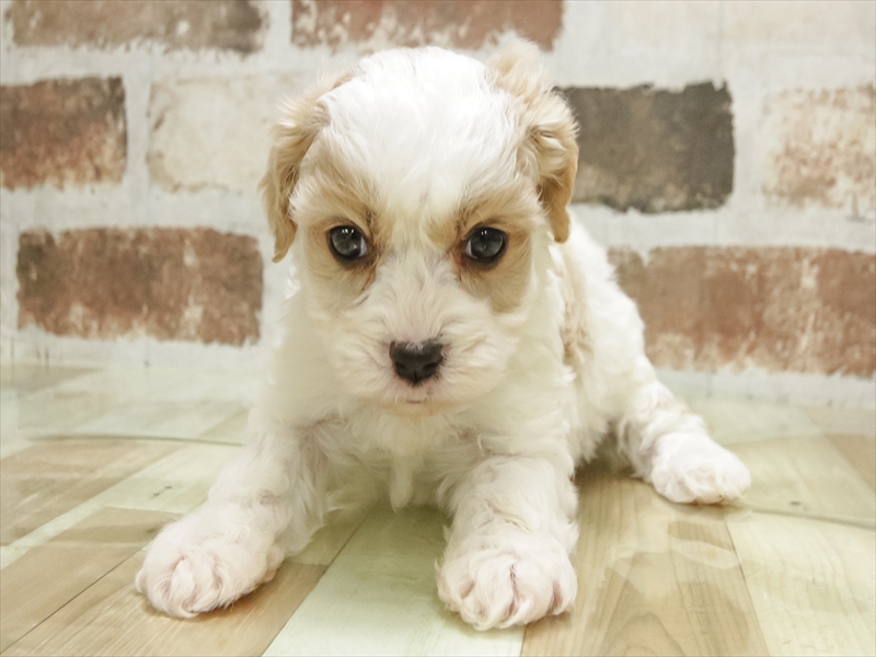 静岡県のハーフ犬・ミックス犬 (ワンラブ浜松本店/2025年10月11日生まれ/男の子/ホワイトクリーム)の子犬の3枚目の画像