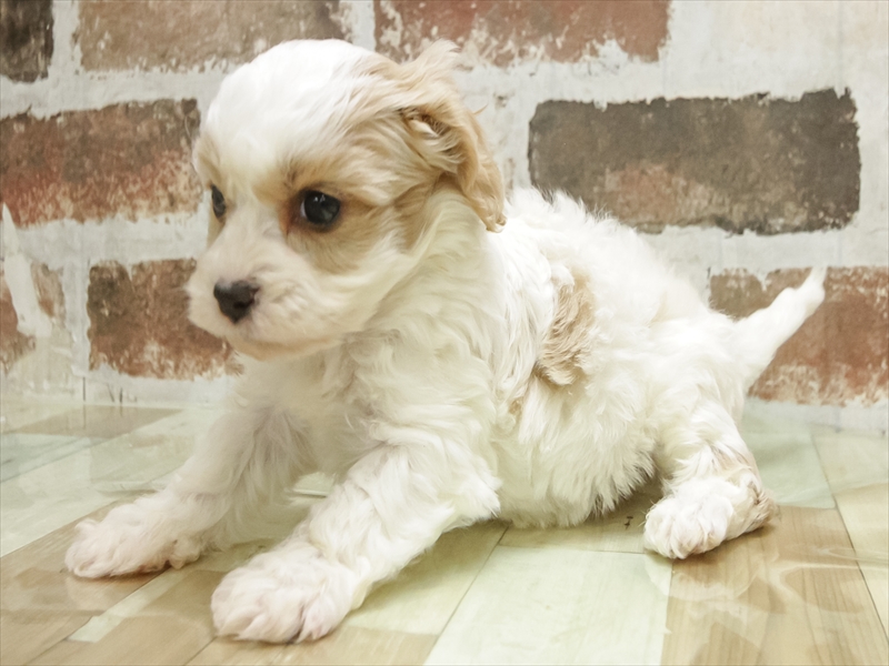 静岡県のハーフ犬・ミックス犬 (ワンラブ浜松本店/2025年10月11日生まれ/男の子/ホワイトクリーム)の子犬の2枚目の画像