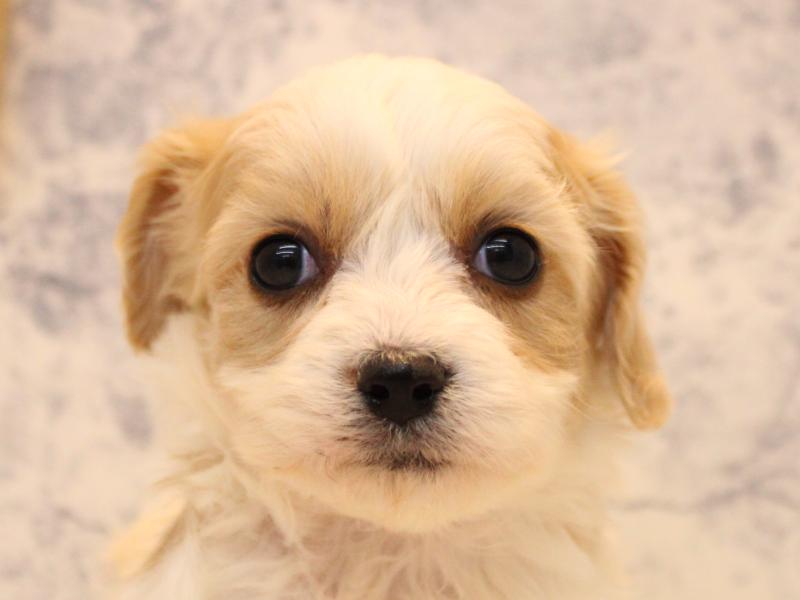 東京都のハーフ犬・ミックス犬 (ワンラブ有明ガーデン東京本店/2025年10月11日生まれ/男の子/ホワイトクリーム)の子犬