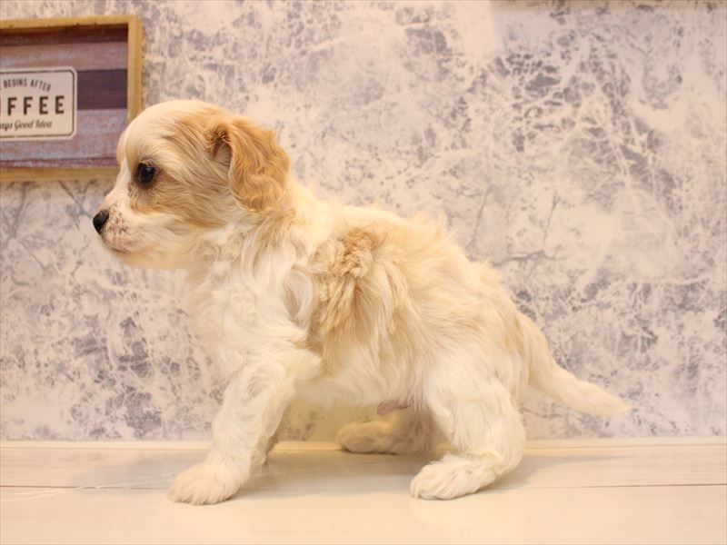 東京都のハーフ犬・ミックス犬 (ワンラブ有明ガーデン東京本店/2025年10月11日生まれ/男の子/ホワイトクリーム)の子犬の3枚目の画像