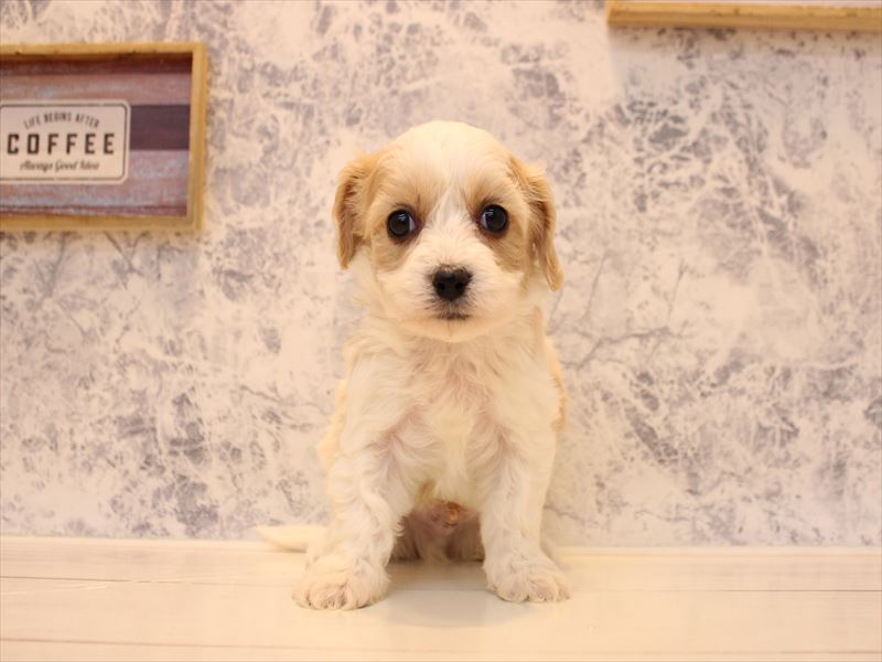 東京都のハーフ犬・ミックス犬 (ワンラブ有明ガーデン東京本店/2025年10月11日生まれ/男の子/ホワイトクリーム)の子犬の2枚目の画像