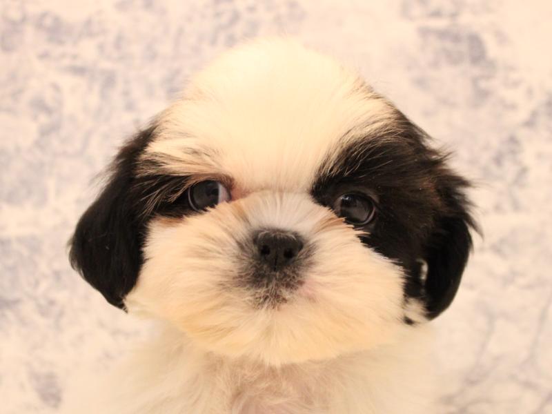 熊本県のシーズー (ワンラブカインズ熊本宇土店/2025年10月11日生まれ/男の子/ブラックホワイト)の子犬