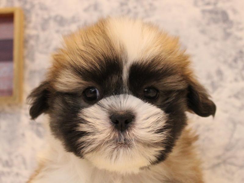 熊本県のシーズー (ワンラブイオンタウン西熊本店/2025年10月11日生まれ/男の子/ゴールドホワイト)の子犬の1枚目の画像