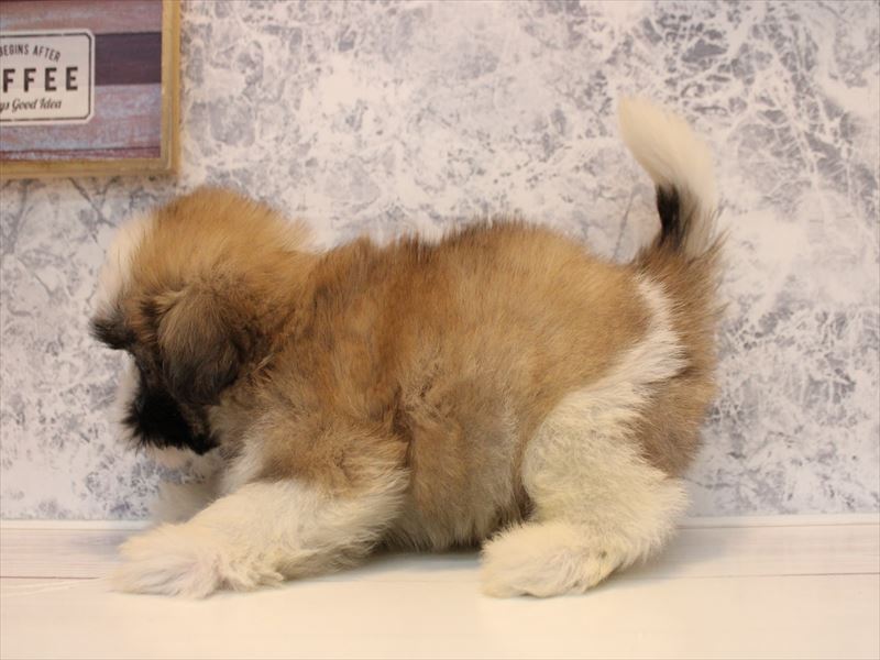 熊本県のシーズー (ワンラブイオンタウン西熊本店/2025年10月11日生まれ/男の子/ゴールドホワイト)の子犬の2枚目の画像