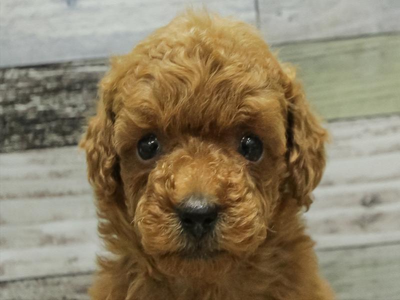 愛知県のトイプードル(トイ) (ワンラブ名古屋守山インター総本店/2025年10月11日生まれ/女の子/レッド)の子犬の1枚目の画像