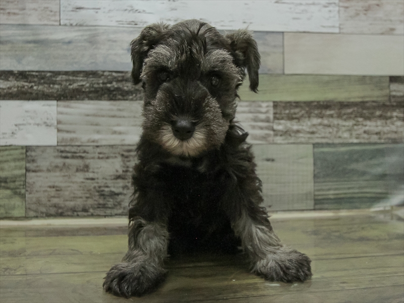 北海道のミニチュアシュナウザー (ワンラブイオン手稲山口店/2025年10月12日生まれ/男の子/ソルトペッパー)の子犬の3枚目の画像