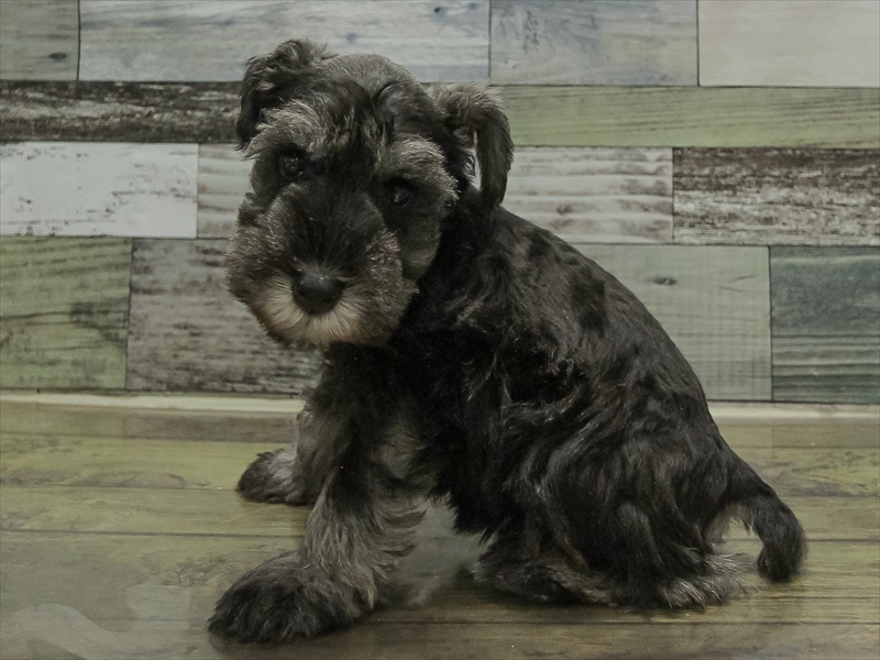 北海道のミニチュアシュナウザー (ワンラブイオン手稲山口店/2025年10月12日生まれ/男の子/ソルトペッパー)の子犬の2枚目の画像