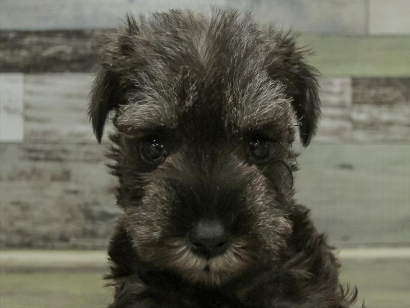 愛知県のミニチュアシュナウザー (ワンラブ名古屋守山インター総本店/2025年10月12日生まれ/男の子/ソルトペッパー)の子犬の1枚目の画像