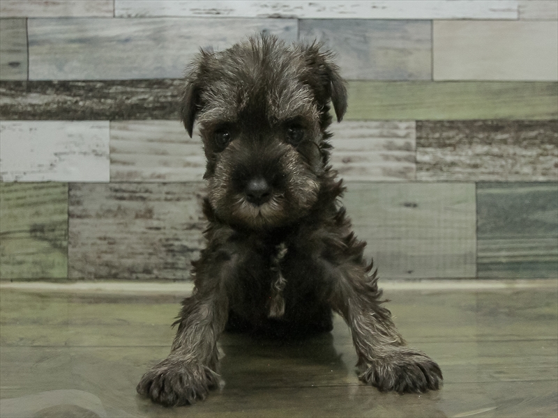 愛知県のミニチュアシュナウザー (ワンラブ名古屋守山インター総本店/2025年10月12日生まれ/男の子/ソルトペッパー)の子犬の3枚目の画像