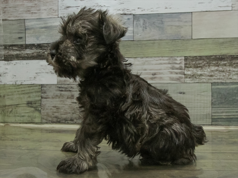 愛知県のミニチュアシュナウザー (ワンラブ名古屋守山インター総本店/2025年10月12日生まれ/男の子/ソルトペッパー)の子犬の2枚目の画像