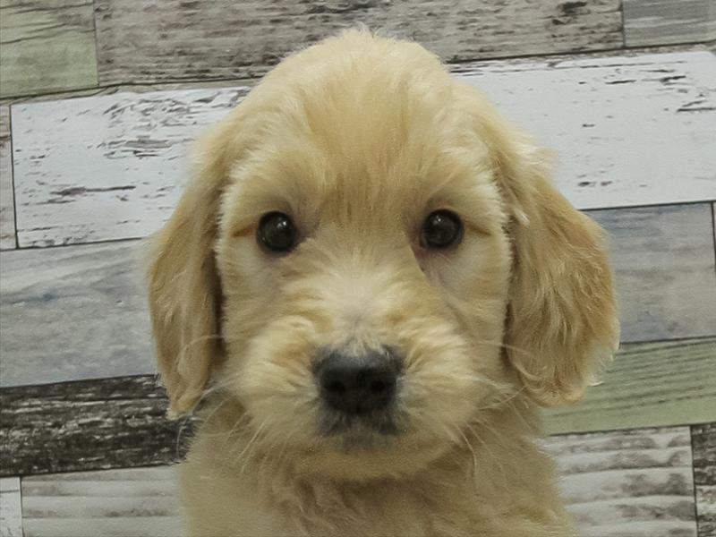 福岡県のゴールデンドゥードゥル(ゴールデン×プードル) (ワンラブ福岡総本店/2025年10月12日生まれ/男の子/ゴールデン)の子犬
