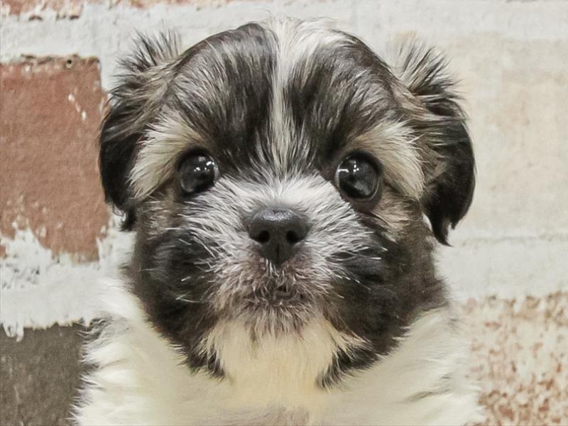 愛知県のハーフ犬・ミックス犬 (ワンラブイオン春日井店/2025年10月10日生まれ/女の子/パーティーカラー)の子犬の1枚目の画像