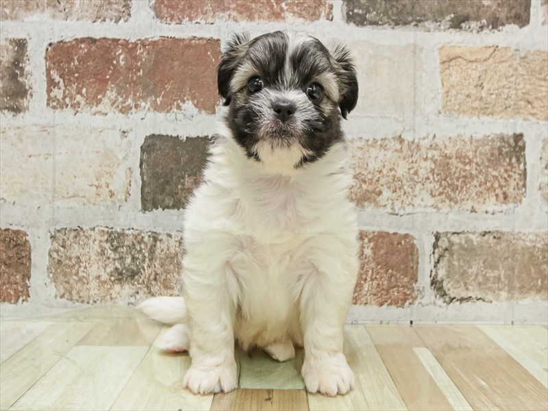 愛知県のハーフ犬・ミックス犬 (ワンラブイオン春日井店/2025年10月10日生まれ/女の子/パーティーカラー)の子犬の3枚目の画像