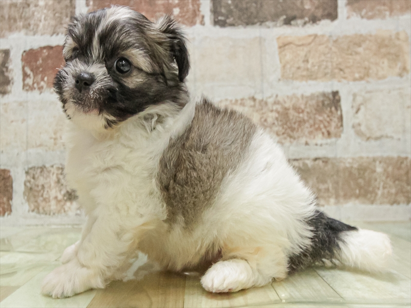 愛知県のハーフ犬・ミックス犬 (ワンラブイオン春日井店/2025年10月10日生まれ/女の子/パーティーカラー)の子犬の2枚目の画像