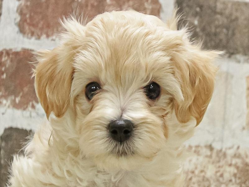 愛知県のマルプー(マルチーズ×プードル) (ワンラブ名古屋守山インター総本店/2025年10月7日生まれ/男の子/クリーム)の子犬の1枚目の画像