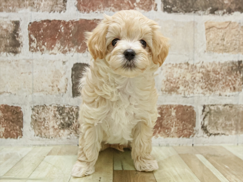 愛知県のマルプー(マルチーズ×プードル) (ワンラブ名古屋守山インター総本店/2025年10月7日生まれ/男の子/クリーム)の子犬の3枚目の画像