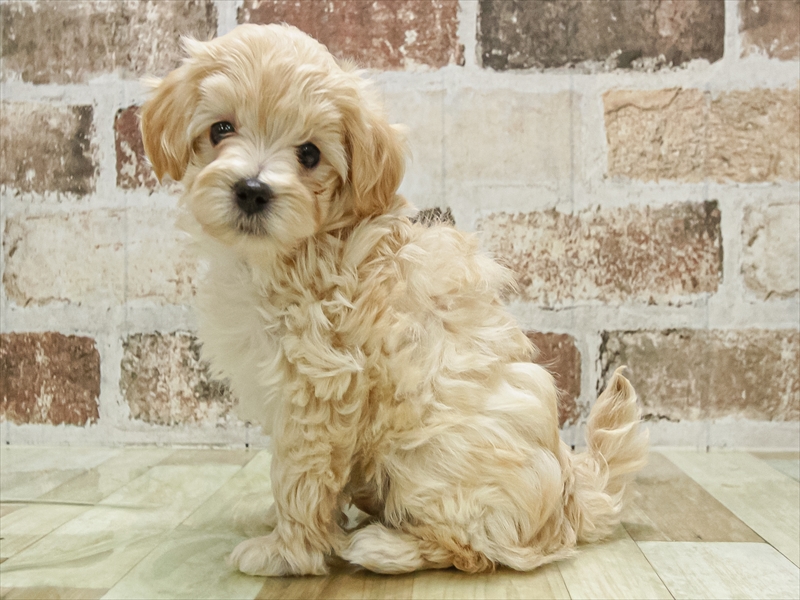 愛知県のマルプー(マルチーズ×プードル) (ワンラブ名古屋守山インター総本店/2025年10月7日生まれ/男の子/クリーム)の子犬の2枚目の画像