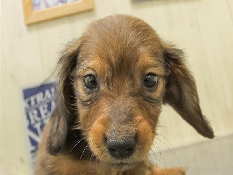 愛知県のミニチュアダックスフンド(ロング) (ワンラブ名古屋守山インター総本店/2025年10月12日生まれ/男の子/レッド)の子犬の1枚目の画像