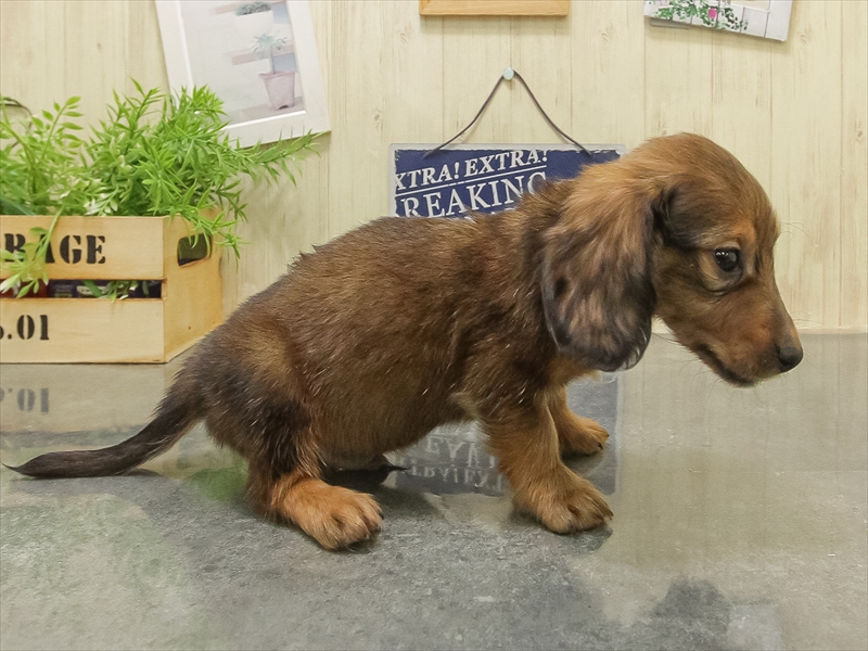 愛知県のミニチュアダックスフンド(ロング) (ワンラブ名古屋守山インター総本店/2025年10月12日生まれ/男の子/レッド)の子犬の2枚目の画像