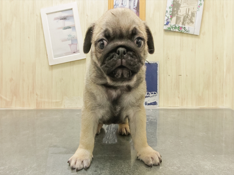 愛知県のパグ (ワンラブ名古屋守山インター総本店/2025年10月11日生まれ/男の子/フォーン)の子犬の3枚目の画像