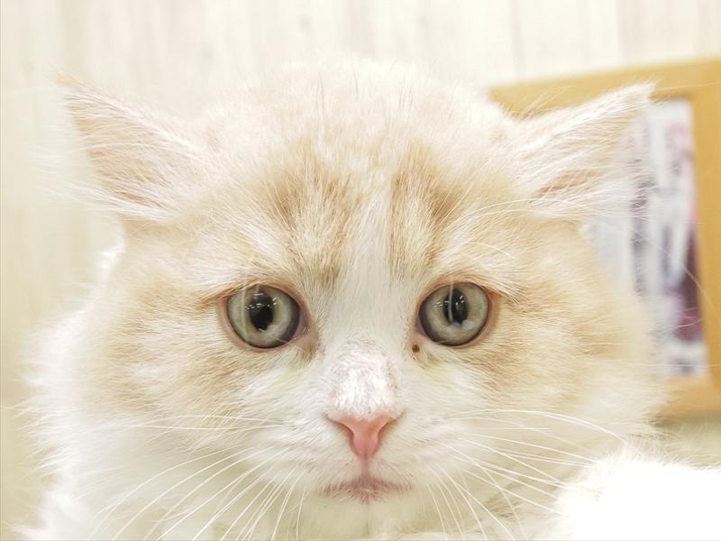 滋賀県のスコティッシュフォールド (ワンラブピエリ守山店/2025年10月8日生まれ/女の子/クリームタビーホワイト)の子猫の1枚目の画像
