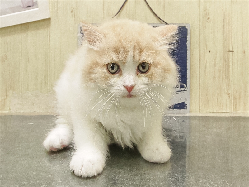 滋賀県のスコティッシュフォールド (ワンラブピエリ守山店/2025年10月8日生まれ/女の子/クリームタビーホワイト)の子猫の3枚目の画像