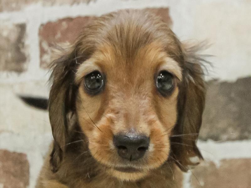 大阪府のカニンヘンダックスフンド(ロング) (ワンラブららぽーと堺店/2025年10月11日生まれ/男の子/レッド)の子犬の1枚目の画像