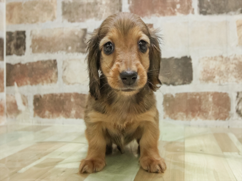 大阪府のカニンヘンダックスフンド(ロング) (ワンラブららぽーと堺店/2025年10月11日生まれ/男の子/レッド)の子犬の3枚目の画像